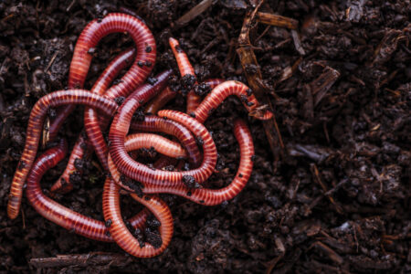 Worm Grunting: How to Get Worms Out of the Ground Image